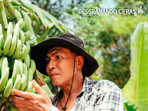 Más que una fruta: ¿Qué rodea la producción bananera? 